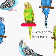 Load image into Gallery viewer, Australiana Fabrics Fabric 1 metre / Large / Woven Cotton 150 Budgerigars Fabric White
